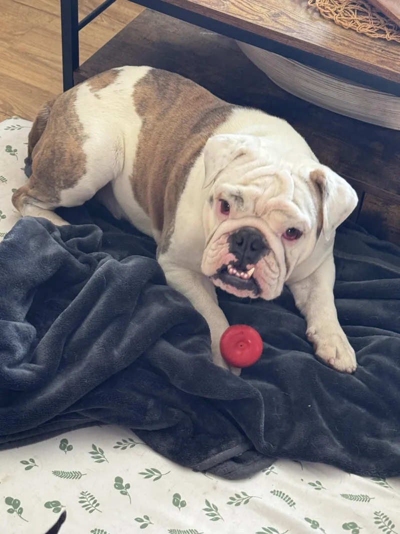 A young medium-sized male Bicolor English Bulldog dog named Simba for adoption in North Freedom, WI