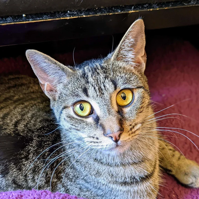 A young medium-sized female Domestic Short Hair cat named Sparrow E for adoption in Cary, NC