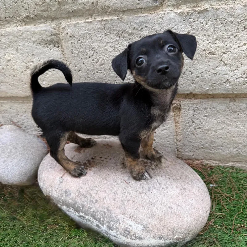 A baby small-sized female Brown / Chocolate Chihuahua dog named Sporty Spice for adoption in Las Vegas, NV