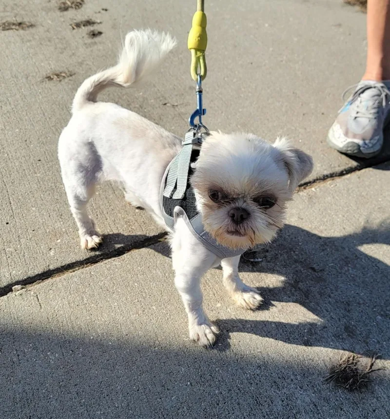 A young small-sized female Shih Tzu dog named Polly Pocket for adoption in Le Mars, IA