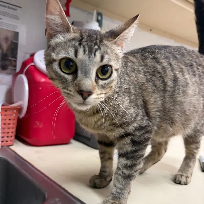 An adult medium-sized female Black Domestic Short Hair cat named Beanie for adoption in Ardmore, OK