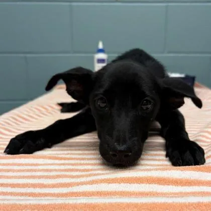 A young large-sized female Cattle Dog dog named Stella for adoption in Kansas City, MO