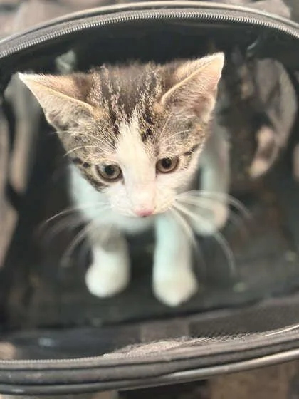 A baby small-sized male Domestic Short Hair cat named Cannoli for adoption in Memphis, TN