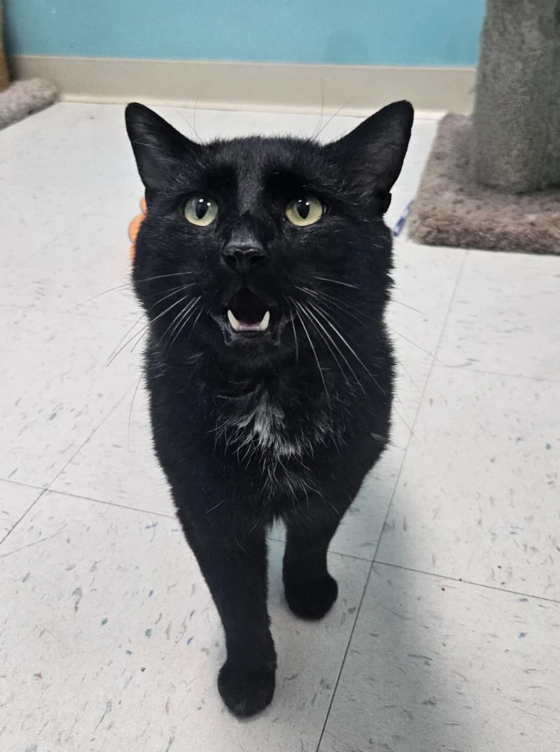 A senior medium-sized male Black Domestic Short Hair cat named Big Handsome for adoption in Fall River, MA
