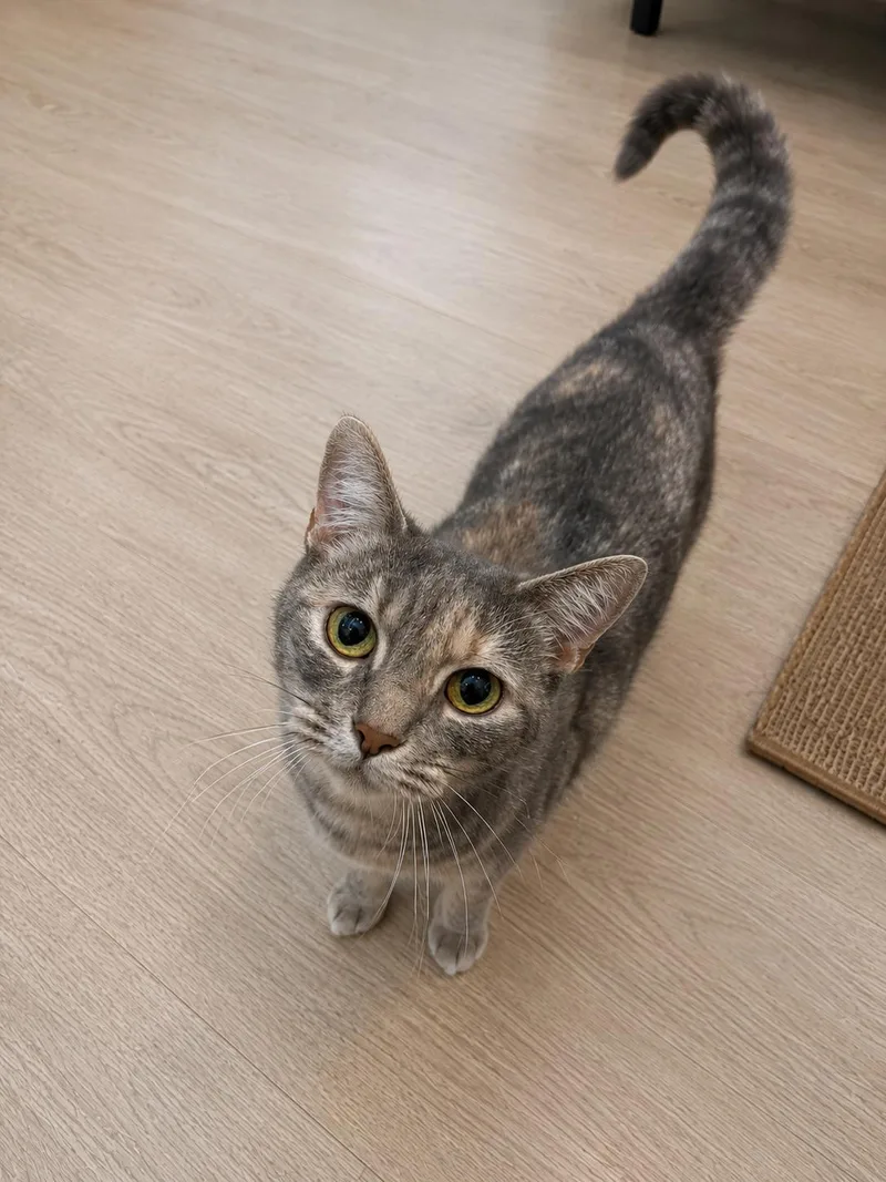 A young medium-sized female Calico Domestic Short Hair cat named Sushi for adoption in Pittsburgh, PA