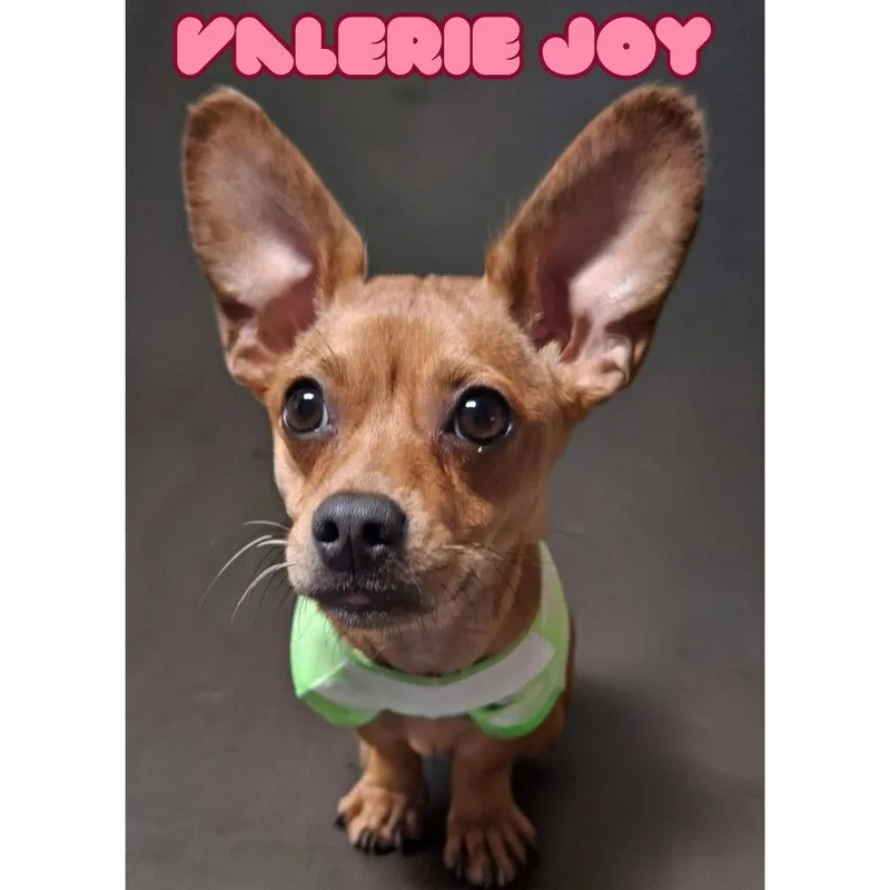 Valerie Joy thumbnail 2