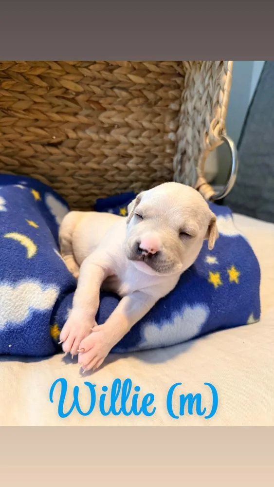 A baby small-sized male White / Cream American Bulldog dog named Willie  Hope for adoption in Lakeland, FL