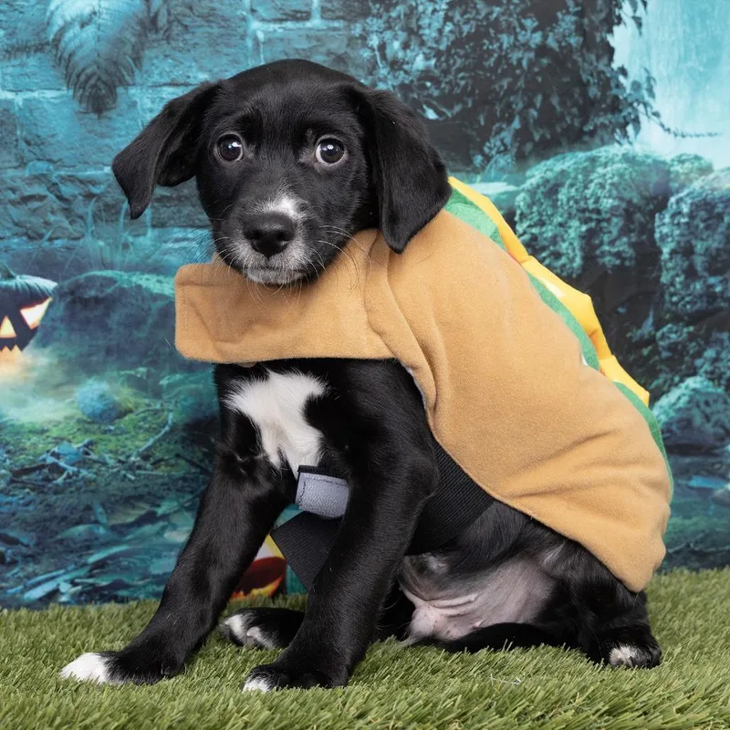 A baby small-sized male Black Mixed Breed dog named Mambo for adoption in Franklin, TN