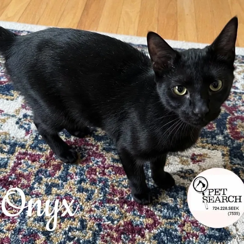 A young small-sized male Black Domestic Short Hair cat named Onyx for adoption in Washington, PA