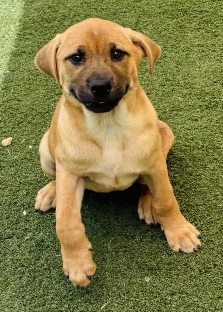 A baby small-sized female Black Mouth Cur dog named Rumi for adoption in Texas City, TX