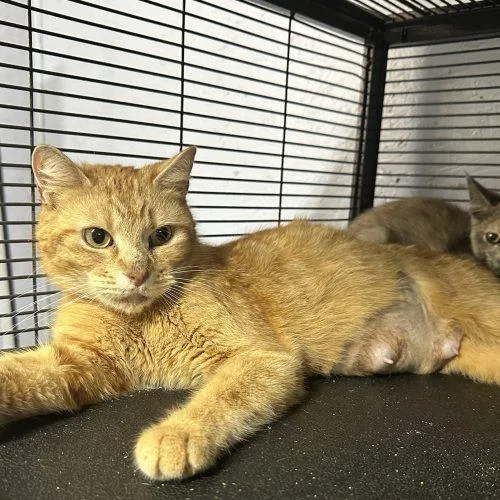 A young medium-sized female Orange / Red Domestic Short Hair cat named Lady Godiva for adoption in Tipp City, OH