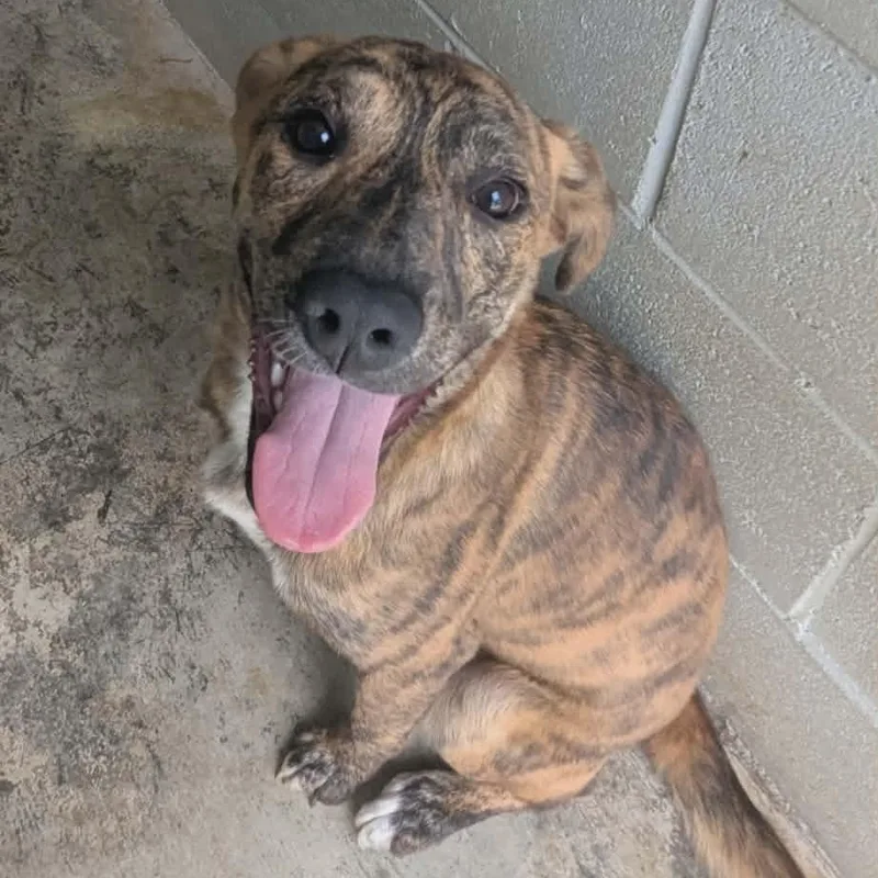 A young medium-sized female Brindle Pit Bull Terrier dog named Chili for adoption in Logan, OH