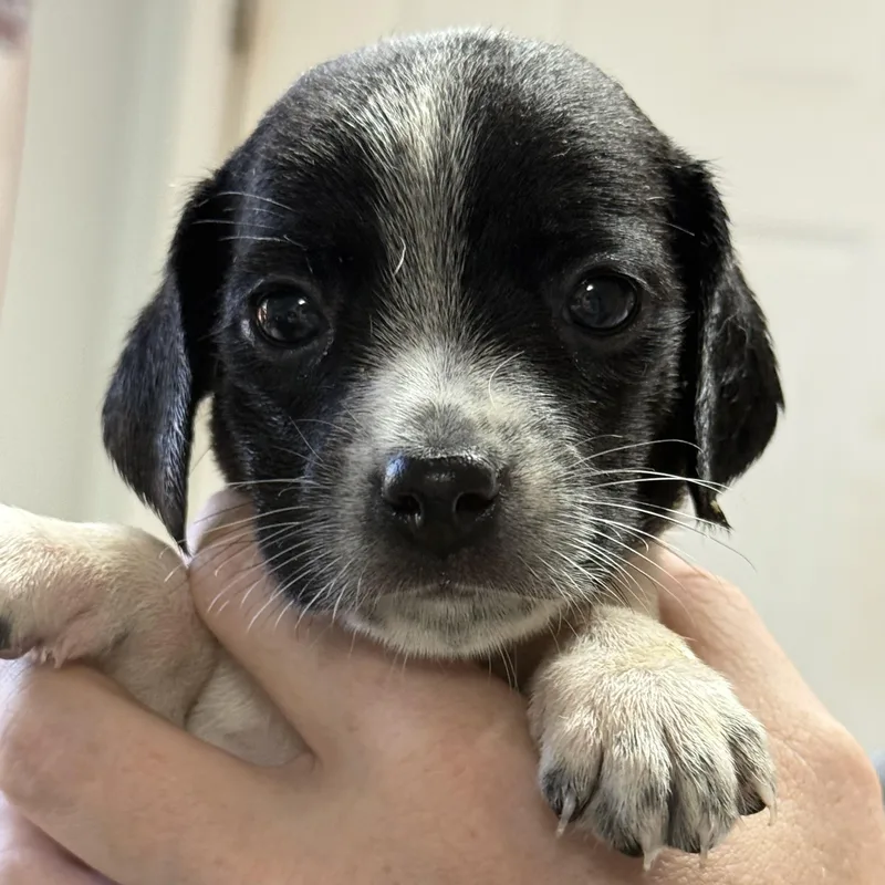 A baby medium-sized female Tricolor (Brown, Black, & White) Mixed Breed dog named Devil's Food for adoption in Columbia, SC
