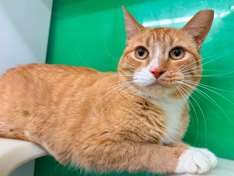 A young medium-sized female Tabby (Orange / Red) Domestic Short Hair cat named Meadow for adoption in Cleveland, OH