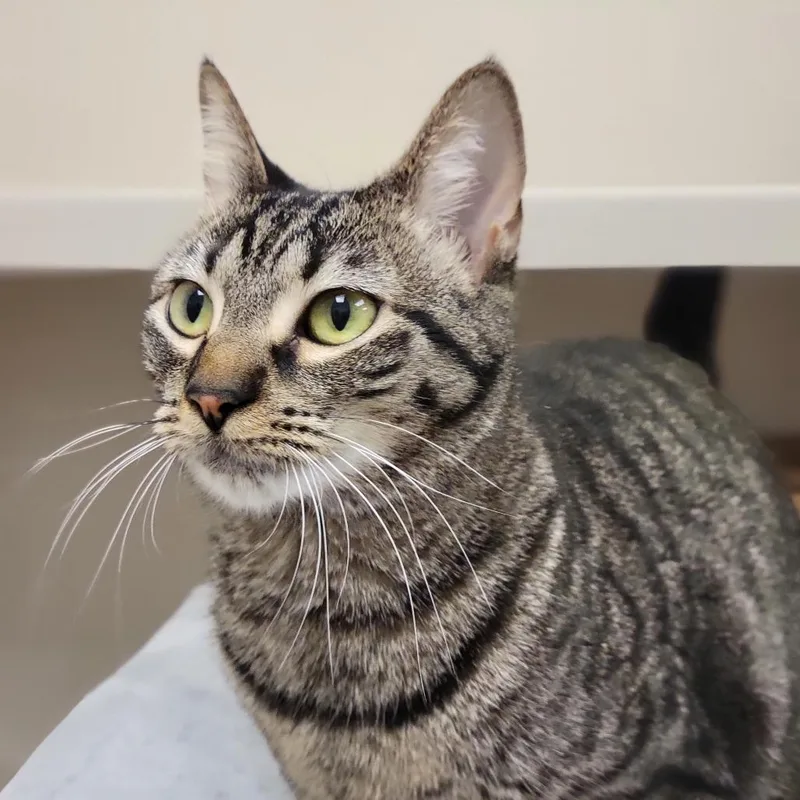 An adult medium-sized female Brown / Chocolate Domestic Short Hair cat named River for adoption in Sarasota, FL