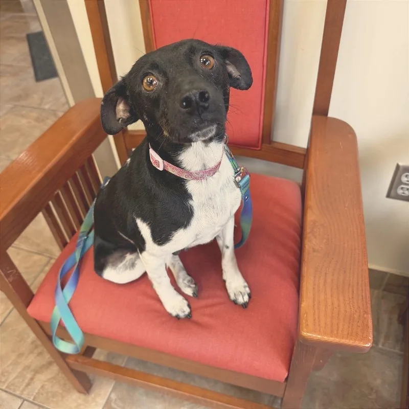 An adult small-sized female Black Terrier dog named Denise for adoption in Brownsboro, AL