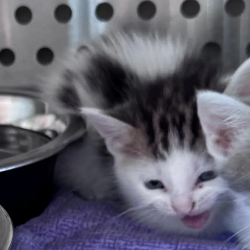 A baby small-sized female White Domestic Short Hair cat named Penelope for adoption in Norman, OK