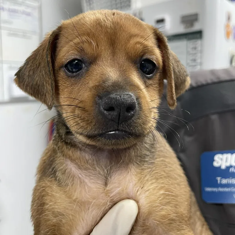 A baby small-sized male Chihuahua dog named Nebula for adoption in Hawthorne, CA
