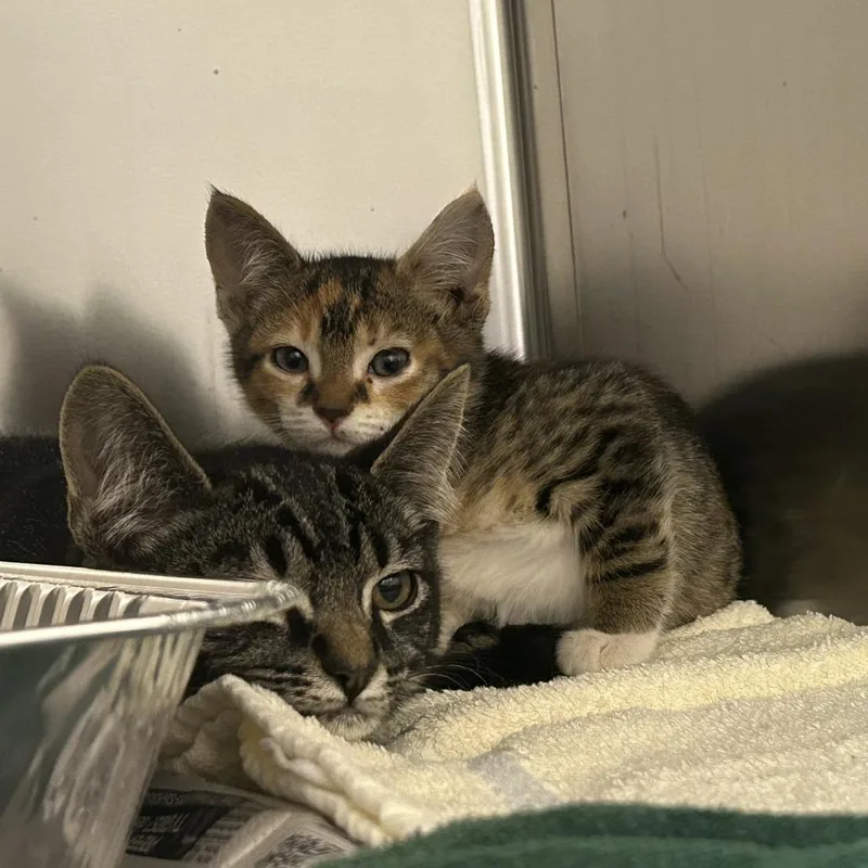 A baby small-sized female Brown / Chocolate Domestic Short Hair cat named Darlin for adoption in Asheville, NC