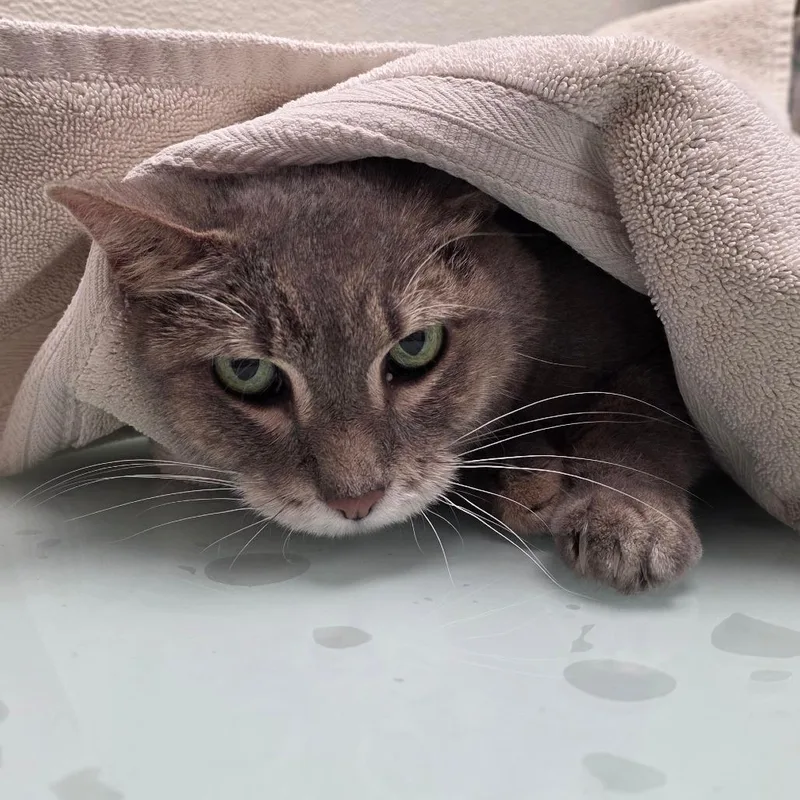 A senior medium-sized female Domestic Short Hair cat named Stray HoldPriscilla for adoption in Albuquerque, NM