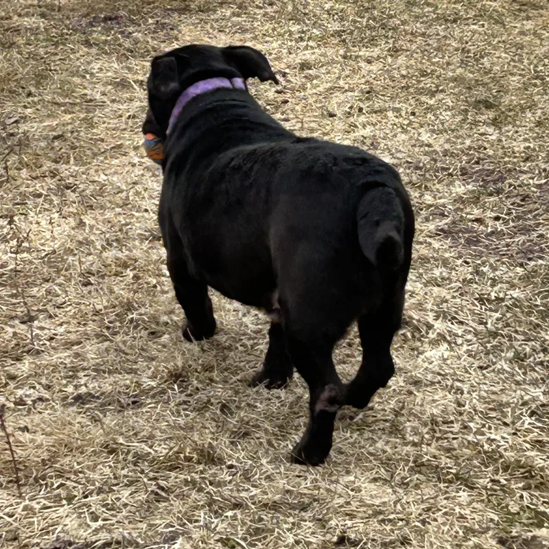 An adult medium-sized male Black Basset Hound dog named Buddy for adoption in Chelsea, VT