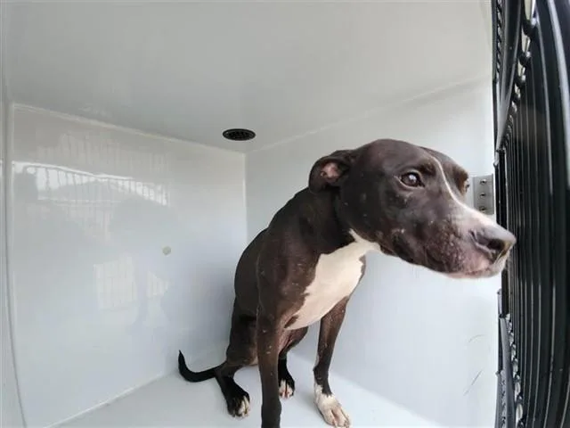 An adult medium-sized male Staffordshire Bull Terrier dog named Troy for adoption in Houston, TX