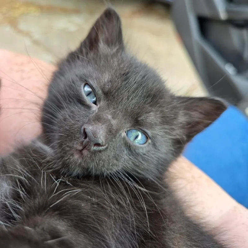 A baby small-sized female Black Domestic Short Hair cat named Culver for adoption in Houston, TX