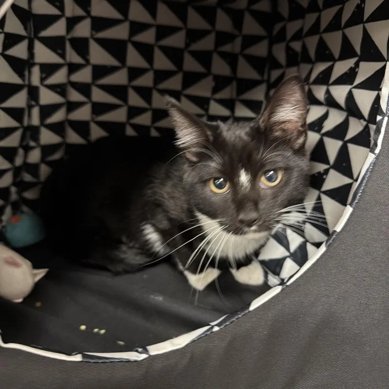 Oreo