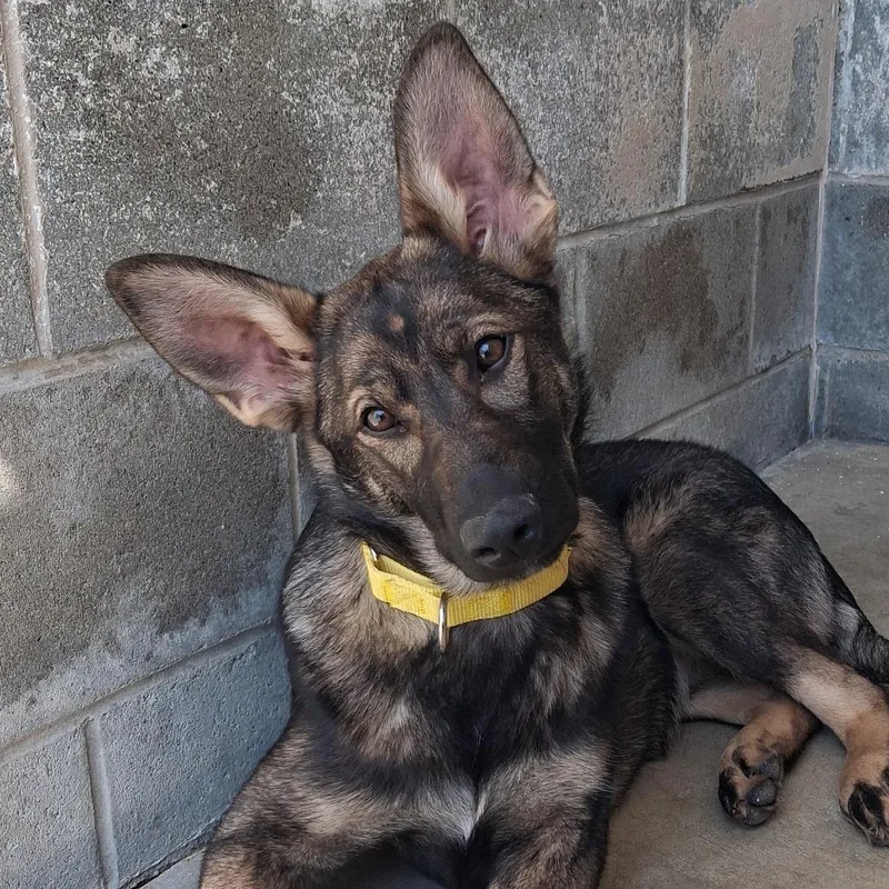 A baby medium-sized female Brown / Chocolate German Shepherd Dog dog named Seraphina for adoption in Camden, DE