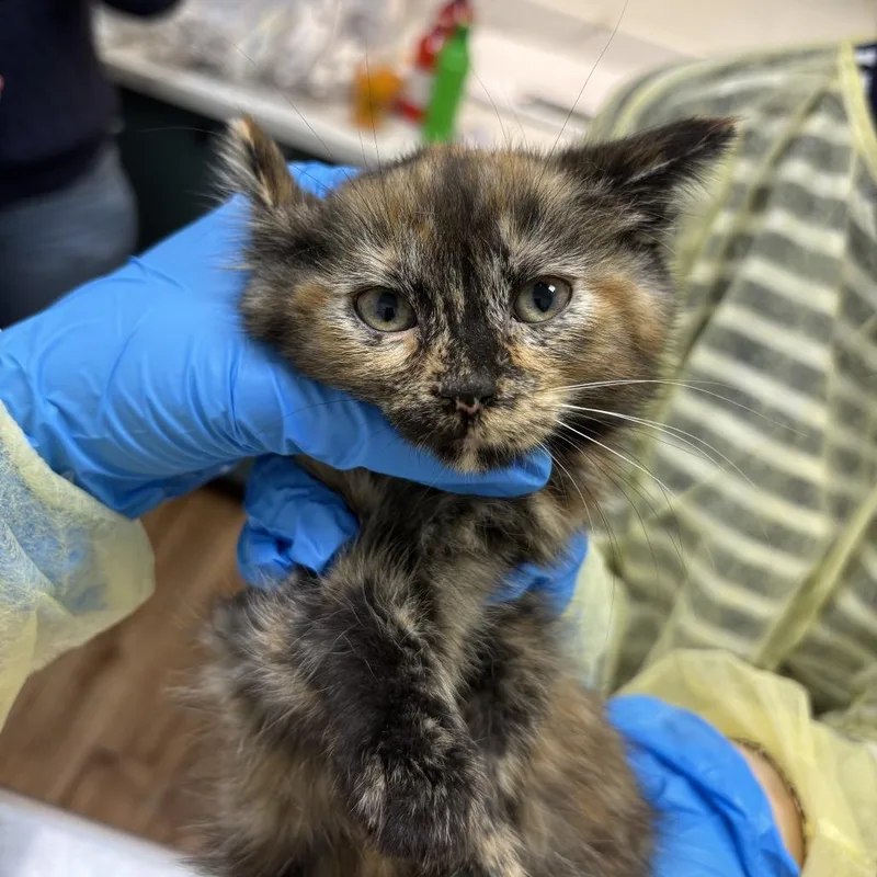 A baby small-sized female Tortoiseshell Domestic Short Hair cat named Iona for adoption in Evanston, IL