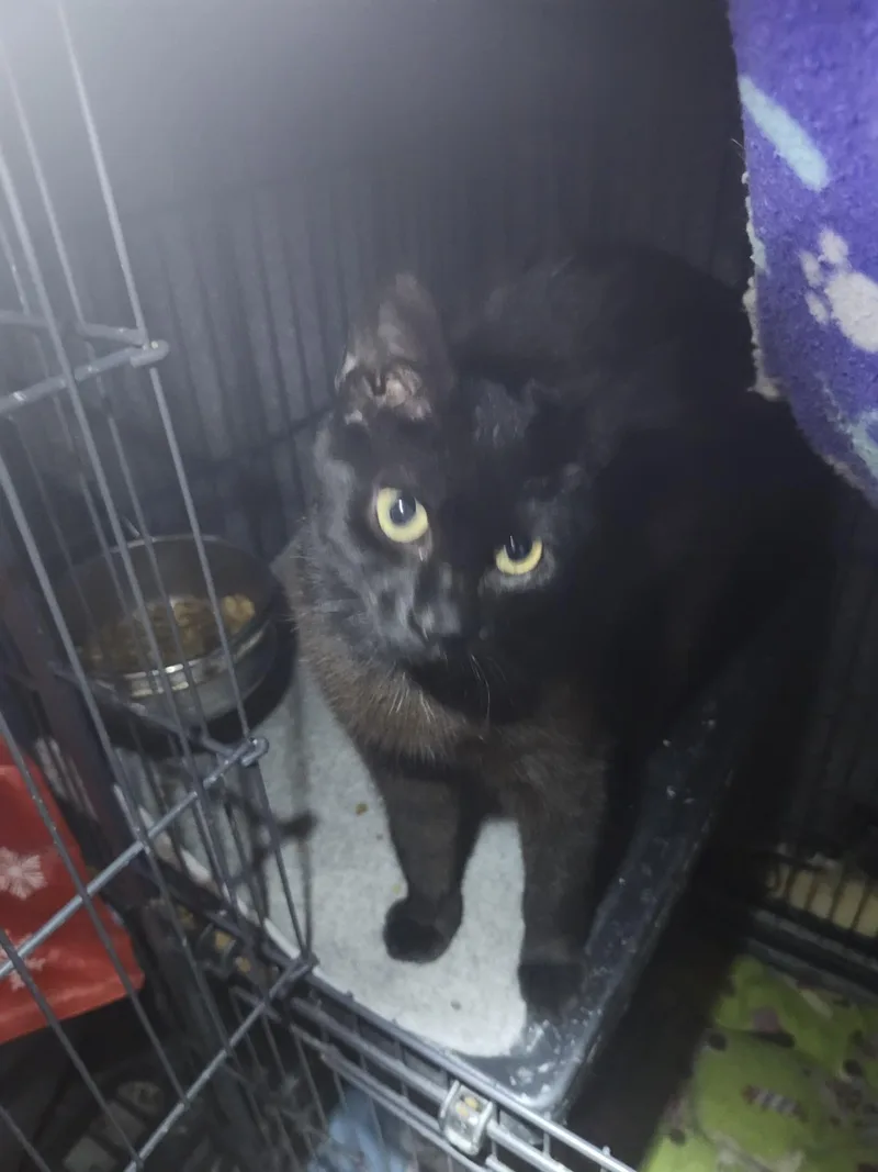 A young medium-sized female Black Domestic Short Hair cat named Chantilly for adoption in East Brunswick, NJ