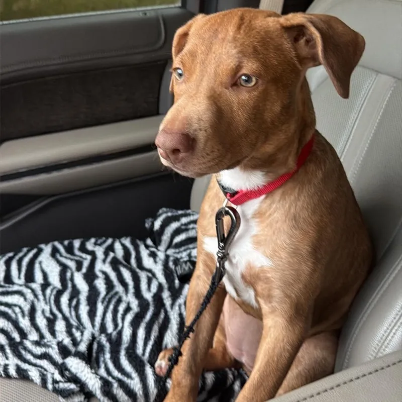 A baby medium-sized female Red / Chestnut / Orange Labrador Retriever dog named Valarie for adoption in Griswold, CT