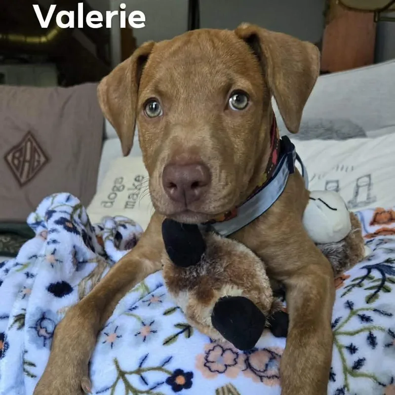 Valarie thumbnail 3