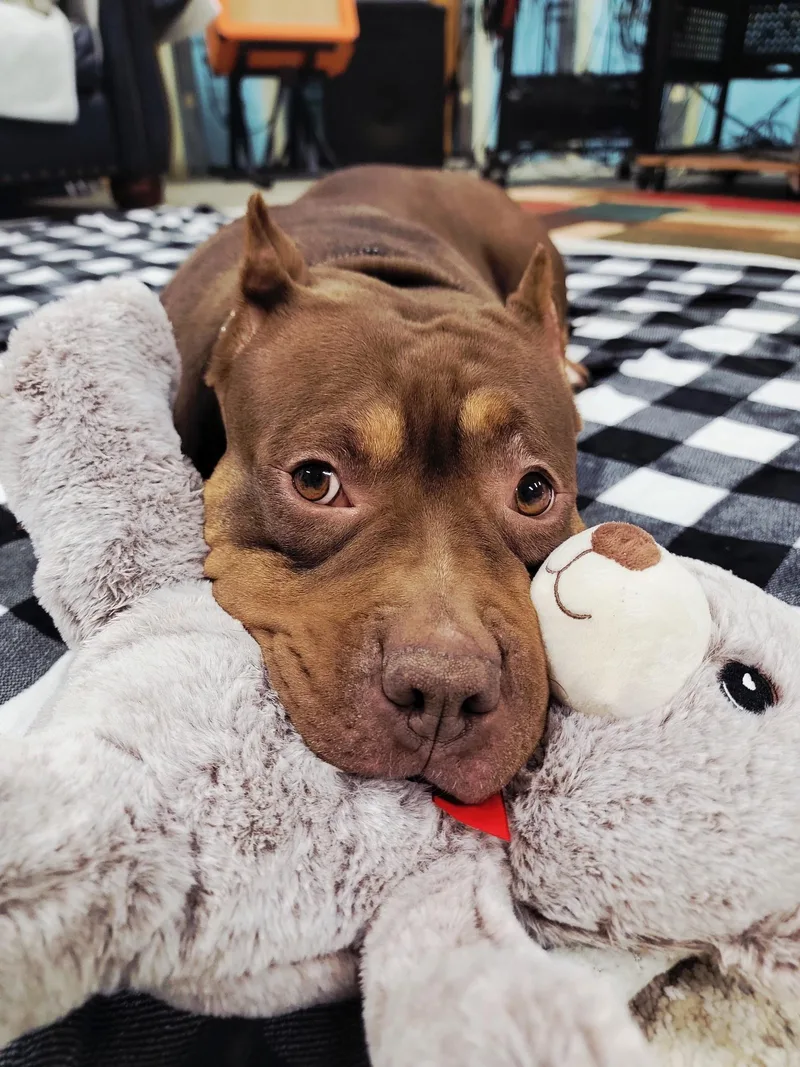 An adult large-sized female Red / Chestnut / Orange Mixed Breed dog named Kerigold for adoption in Vassalboro, ME