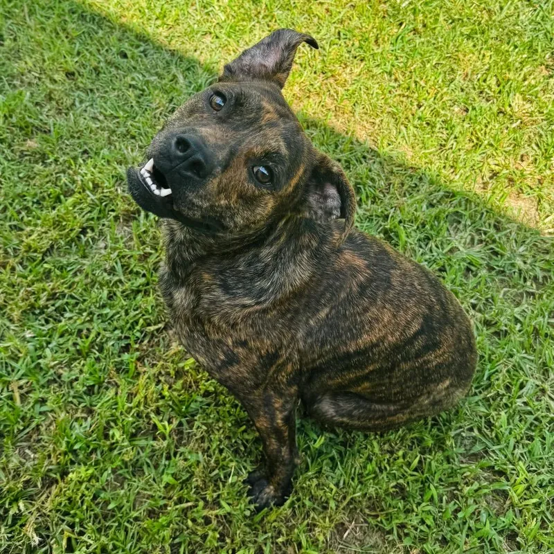Tug
