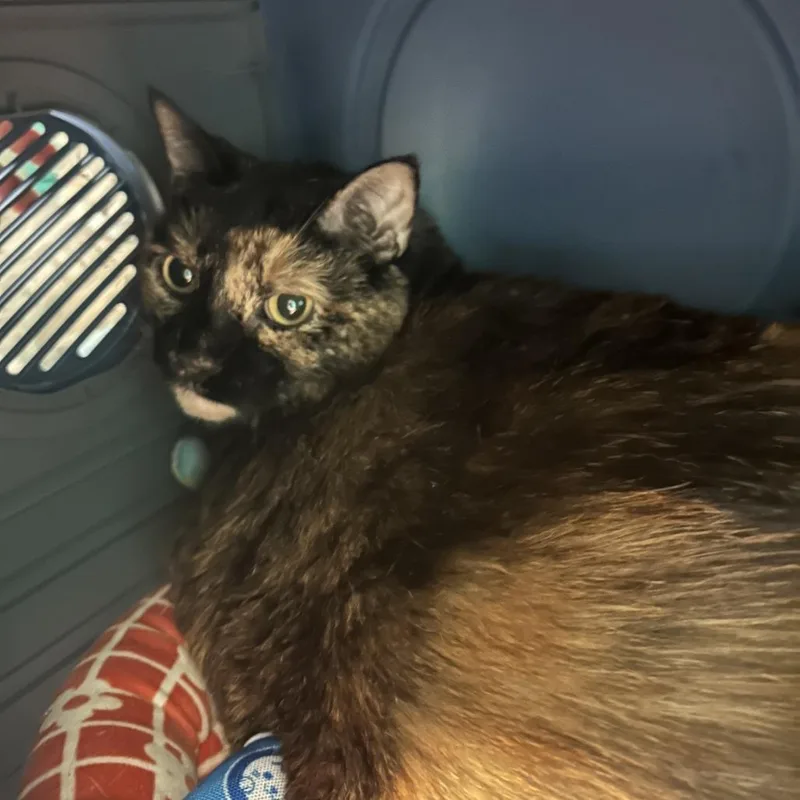 A senior extra large-sized female Black Domestic Long Hair cat named Lyra for adoption in Fredericksburg, VA