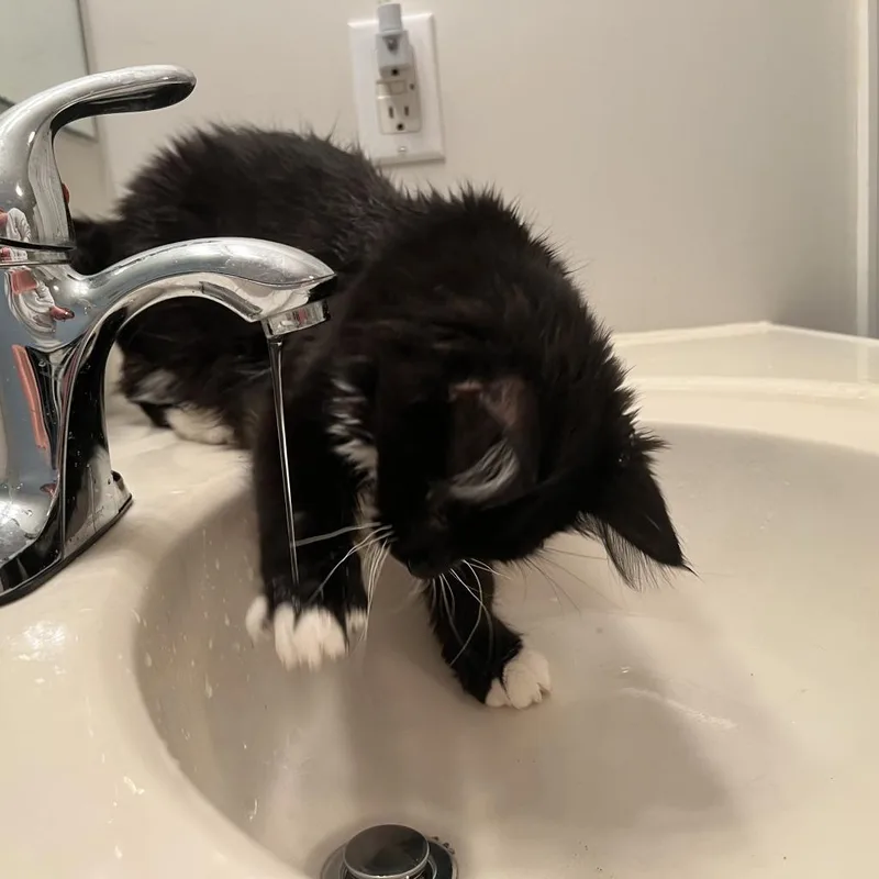 An adult small-sized female Domestic Long Hair cat named Miss Dahlia for adoption in Inwood, WV