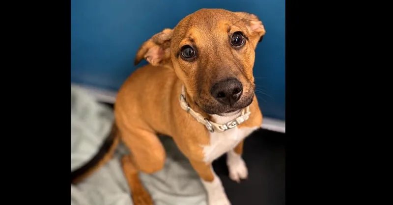A baby medium-sized female Tricolor (Brown, Black, & White) Hound dog named Jinx for adoption in Youngsville, NC