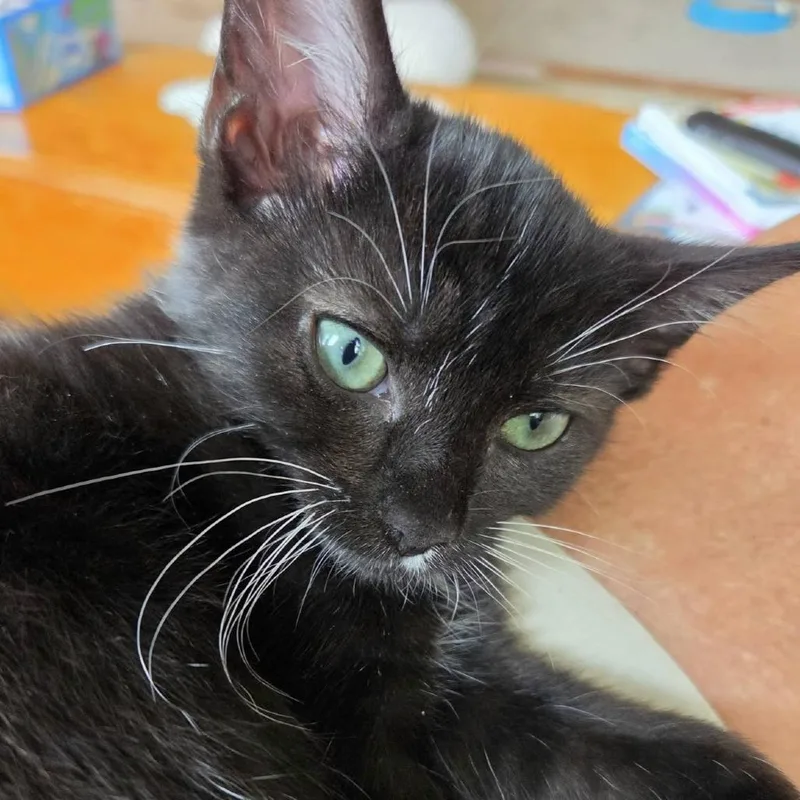 A baby small-sized female Black Domestic Short Hair cat named Rolly for adoption in Voorhees, NJ