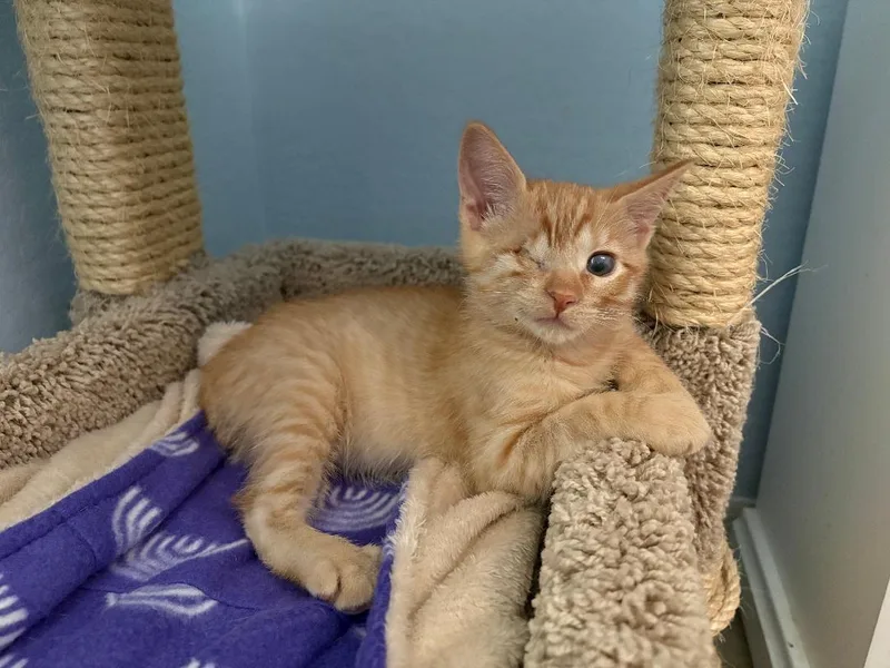 A baby medium-sized male Domestic Short Hair cat named Alex Latte Bonded To for adoption in Chandler, AZ