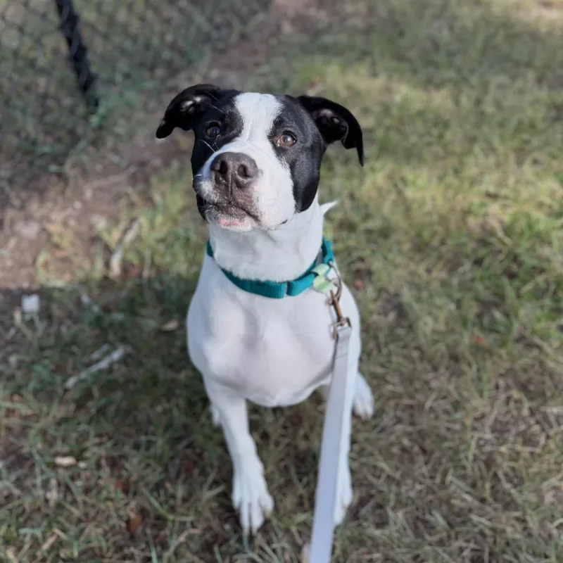 A young medium-sized male White / Cream Mixed Breed dog named Pink Feet for adoption in Jacksonville, FL
