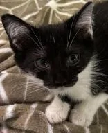 A young medium-sized male Black Domestic Short Hair cat named Little Joe for adoption in Portsmouth, OH