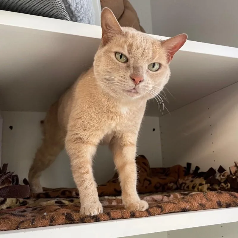 A senior medium-sized female Domestic Short Hair cat named Astra for adoption in Roanoke, VA