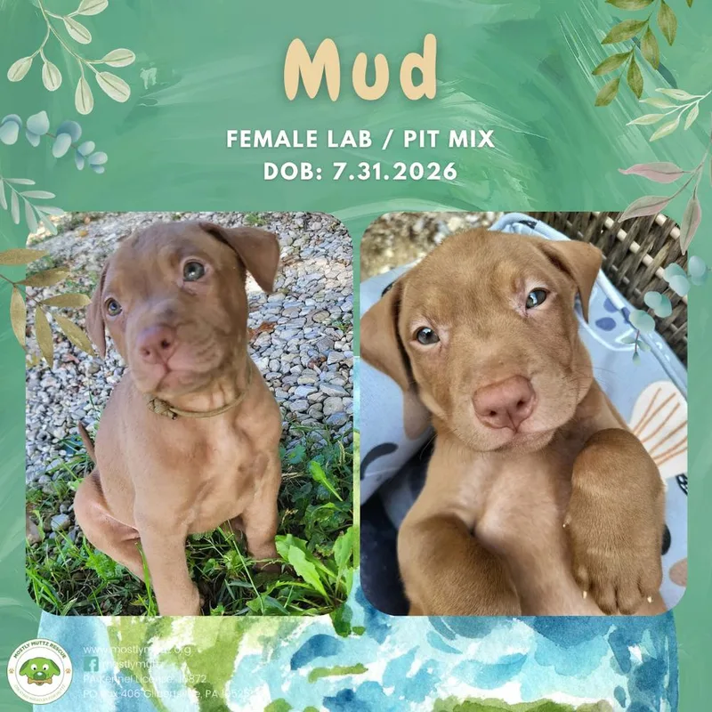A baby medium-sized female Labrador Retriever dog named Mud for adoption in Pottstown, PA