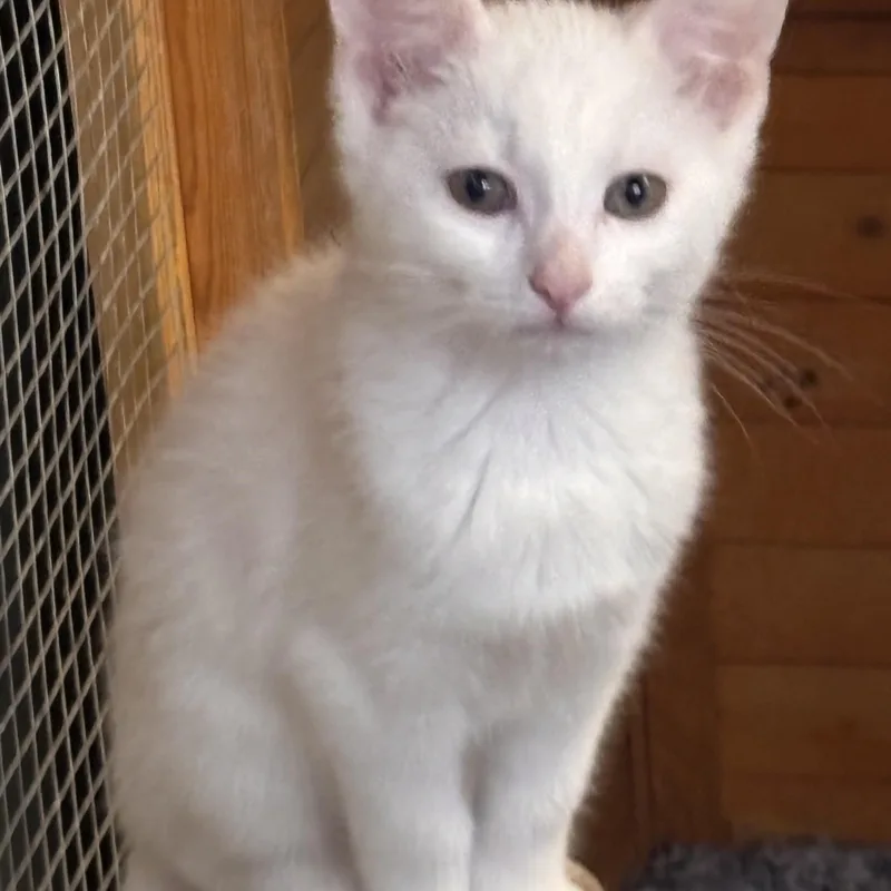 A baby medium-sized male White Domestic Short Hair cat named Sambuca for adoption in Shelby Township, MI