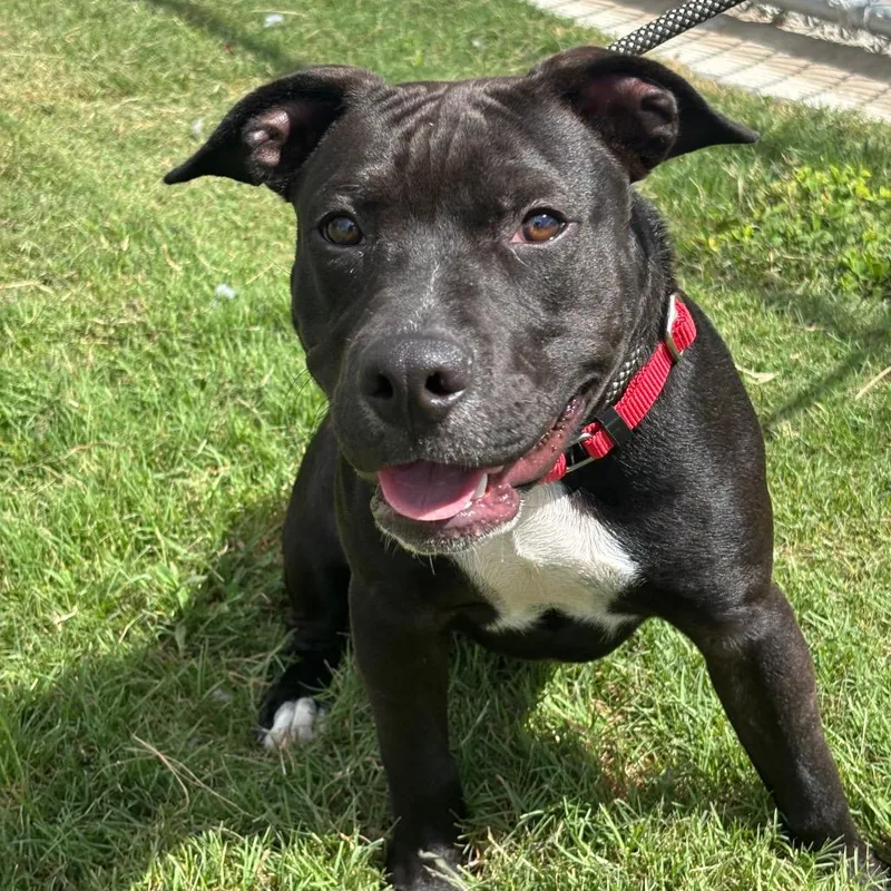 A young medium-sized male Black Mixed Breed dog named Smuckers for adoption in League City, TX