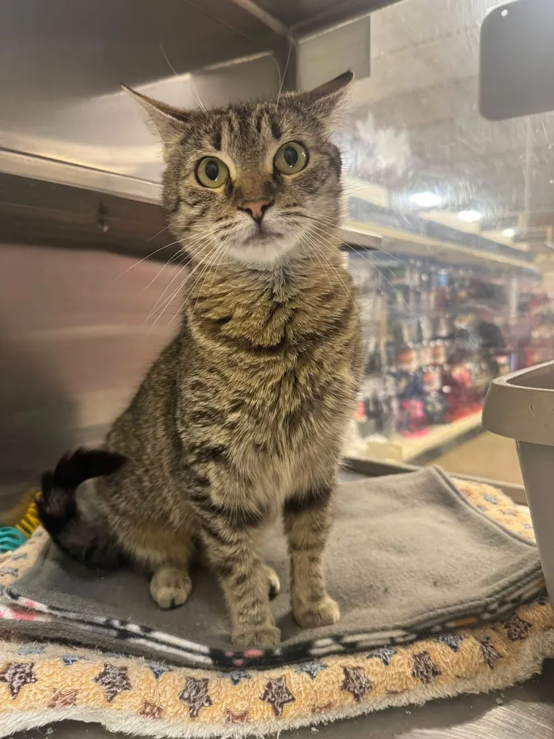 An adult small-sized female Tabby cat named Cj Catherine Jane for adoption in Jackson, GA