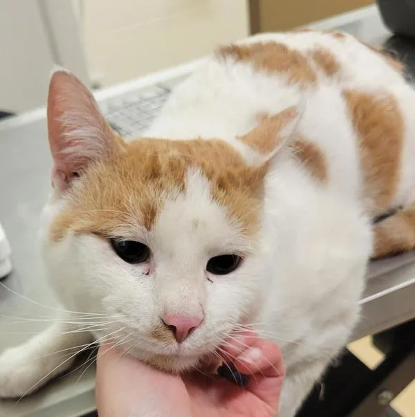 An adult medium-sized male Domestic Short Hair cat named Tam Amber for adoption in Pocatello, ID