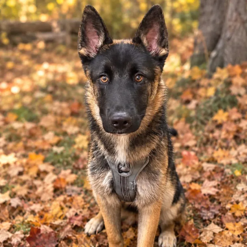 A young small-sized male Black German Shepherd Dog dog named Rio D for adoption in Princeton, MN
