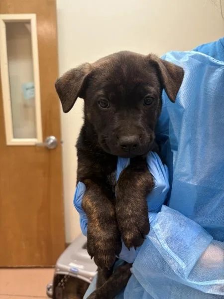 A baby medium-sized male Shepherd dog named Otis for adoption in Kennewick, WA